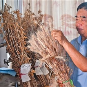 安徽省阜陽市太和縣種糧大戶徐淙祥——追夢科學(xué)種田路